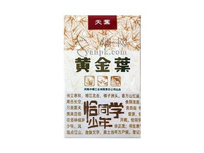 黄金叶(天叶恰同学少年)
